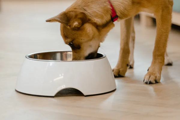 The 8 Best Spill-Proof and Filtered Pet Water Bowls for Clean Hydration