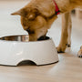 The 8 Best Spill-Proof and Filtered Pet Water Bowls for Clean Hydration