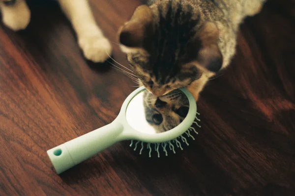 Top 10 Cat Grooming Supplies for Happy and Healthy Cats