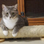 Top 10 Essential Cat Owner Kits Every New Pet Parent Needs