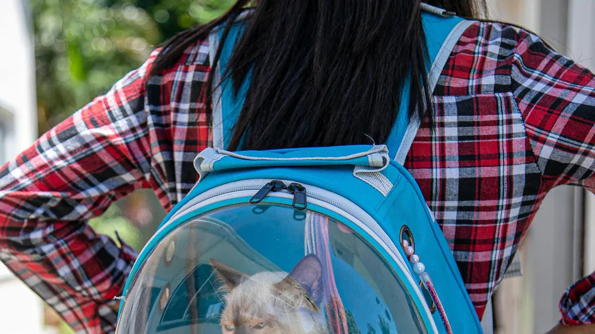 Top 10 Portable Pet Air Boxes for Stress-Free Travel in 2025