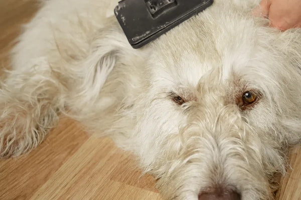 Top 10 Eco-Friendly Washable Pet Hair Cleaners for Every Home
