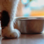 Top 10 Budget-Friendly Cat Bowls for Smart Shoppers