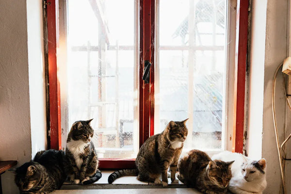 Top 12 Must-Have Essentials for Indoor Cats in 2025