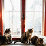 Top 12 Must-Have Essentials for Indoor Cats in 2025