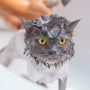 Best Cat Starter Kit 12 Pieces for New Owners Reviewed