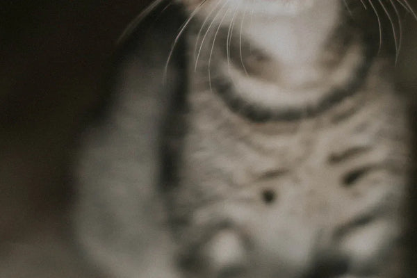 Top 10 Beginner Cat Kits Every First-Time Owner Should Consider in 2025