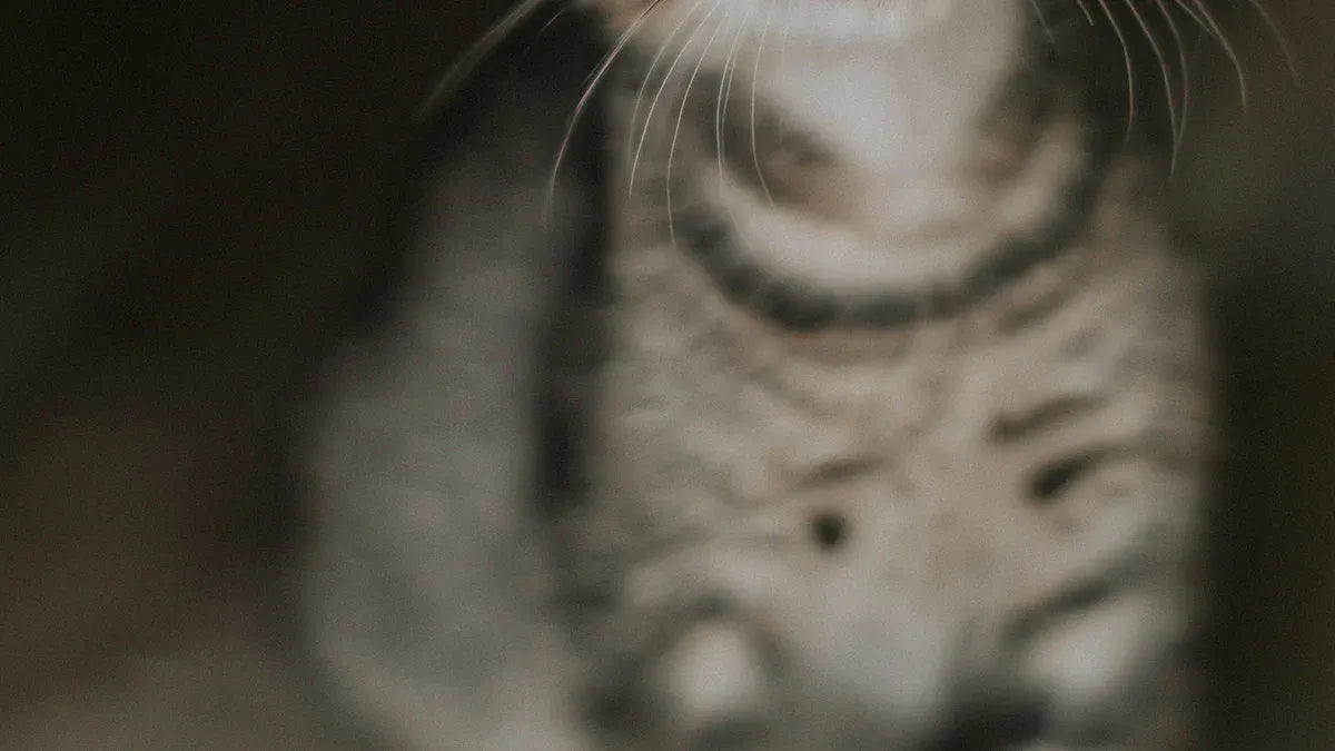 Top 10 Beginner Cat Kits Every First-Time Owner Should Consider in 2025