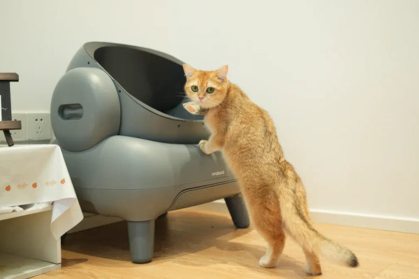 Pros and Cons of ScoopFree Cat Litter Box