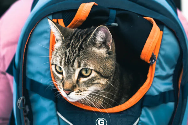 Top 10 Essential Cat Owner Kits for New Pet Parents