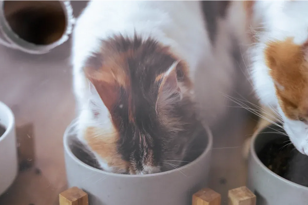 Top 10 Stylish Cat Bowls for Modern Homes in 2025