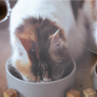 Top 10 Stylish Cat Bowls for Modern Homes in 2025