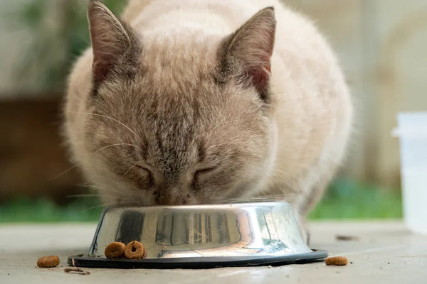 Top 10 Must-Have Items for Your Cat Starter Kit in 2025