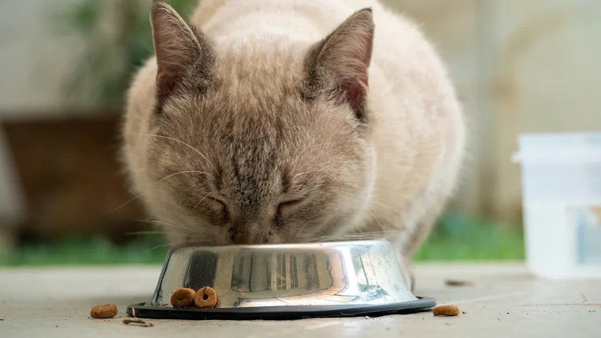 Top 10 Must-Have Items for Your Cat Starter Kit in 2025