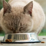 Top 10 Must-Have Items for Your Cat Starter Kit in 2025