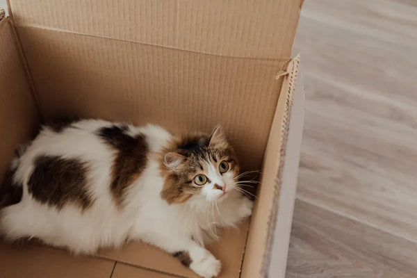 How the Top Cat Litter Box Deodorization Kits Stack Up