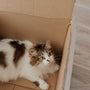How the Top Cat Litter Box Deodorization Kits Stack Up