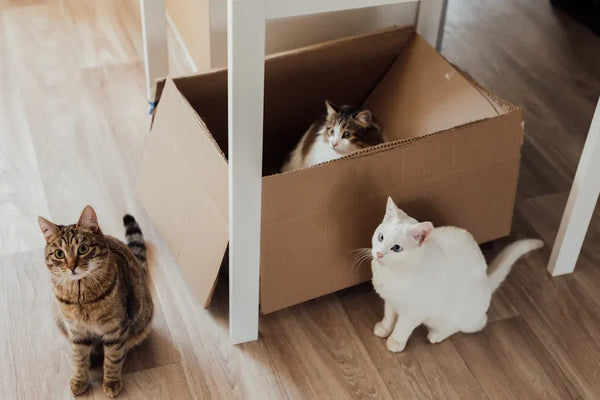 Top 10 Must-Have Items for Your Cat Starter Kit