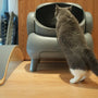 Top 7 Cat Litter Odor Eliminators for a Fresh Home