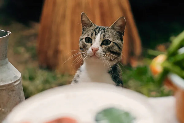 Top 10 Tips for Choosing Cat Food Every Beginner Should Know