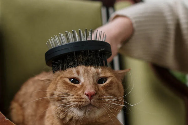 10 Top Cat Grooming Brushes Loved by Owners