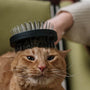 10 Top Cat Grooming Brushes Loved by Owners