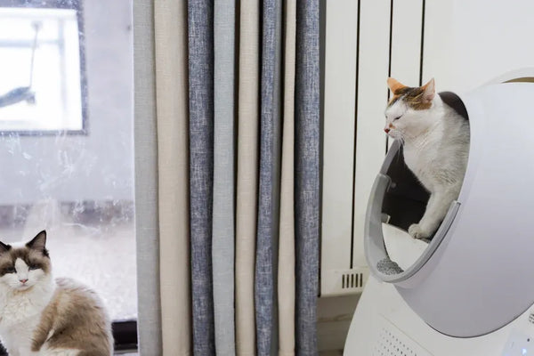 Top Full-Enclosed Cat Litter Boxes for Cleaner Homes