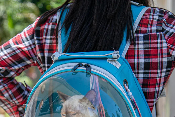 Top 10 Innovative Cat Carrier Designs for 2025