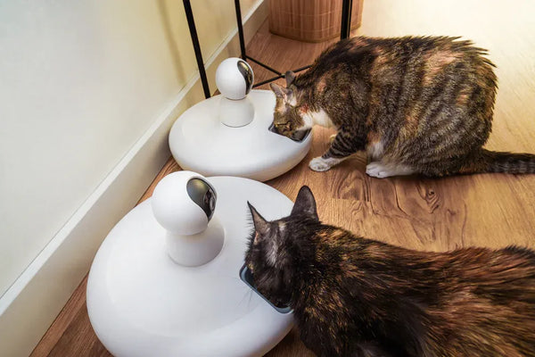 Top 7 Smart Wet Cat Food Feeders for Effortless Mealtimes
