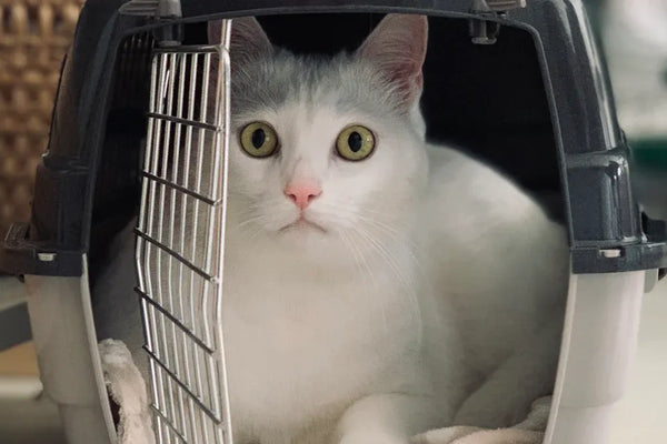 Comparing the Top Cat Travel Crates for Every Journey
