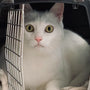 Comparing the Top Cat Travel Crates for Every Journey
