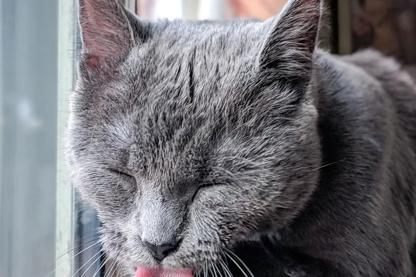 Top 10 Cat Soft Bristle Toothbrushes for Gentle Cleaning