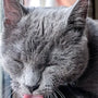 Top 10 Cat Soft Bristle Toothbrushes for Gentle Cleaning