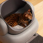 Top Essential Cat Owner Kits for New Pet Parents