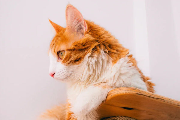 We Tested the Best Cat Scratch Board Sets for 2025
