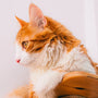 We Tested the Best Cat Scratch Board Sets for 2025