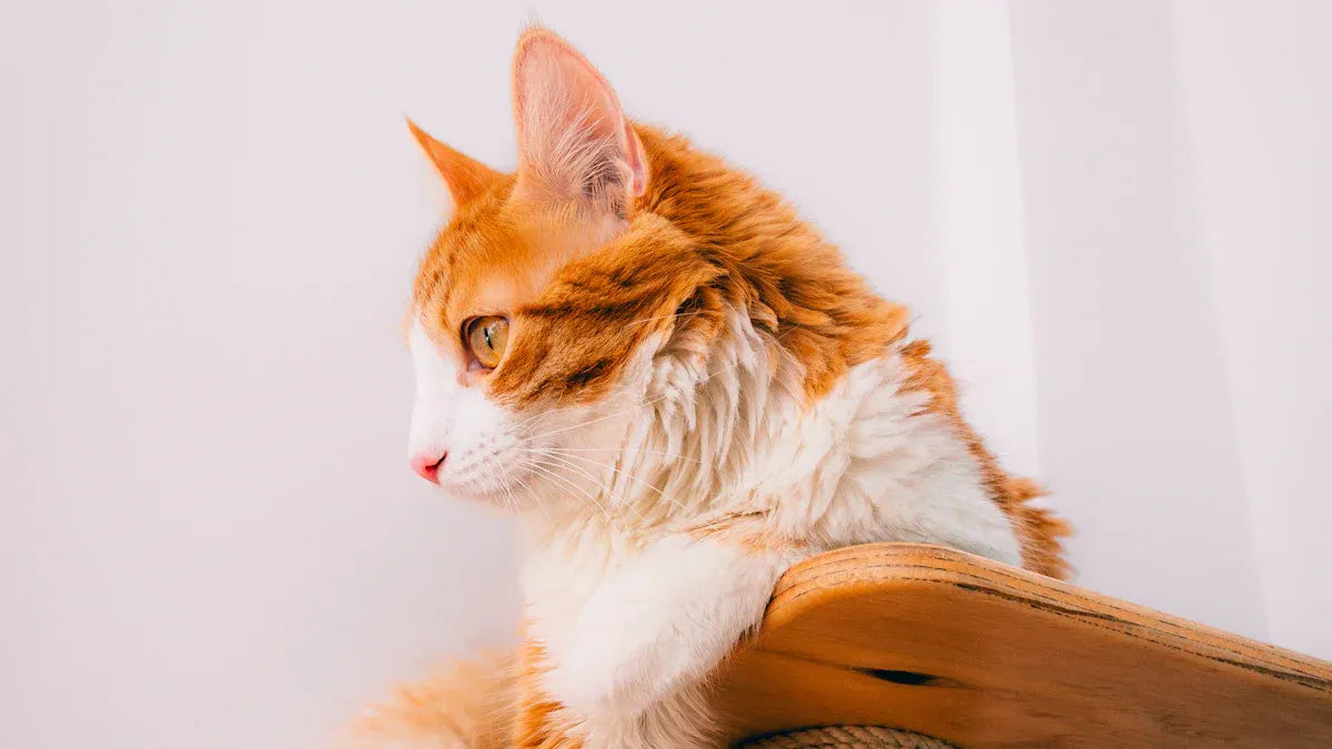 Essential Cat Owner Kit: 12 Items Every New Owner Needs