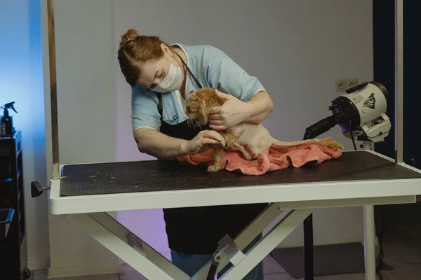 Top Disposable Pet Hair Brush Refills Tested and Reviewed
