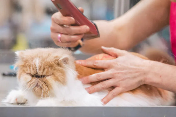 We Compared the Top Cat Hair Cleaning Kits to Find the Best for Your Home