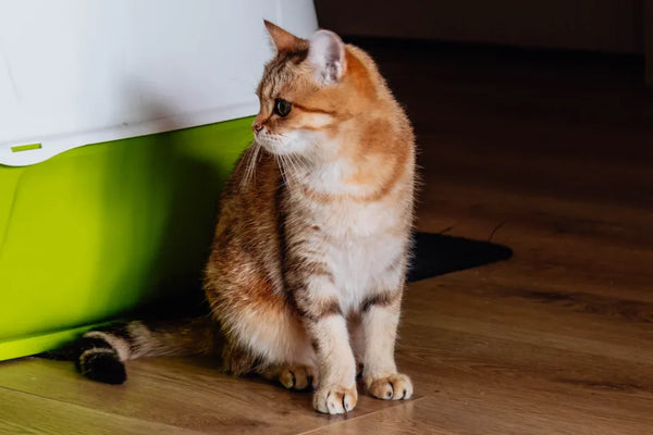 Top 7 Stainless Steel Litter Boxes for Odor Control in 2025