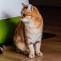 Top 7 Stainless Steel Litter Boxes for Odor Control in 2025