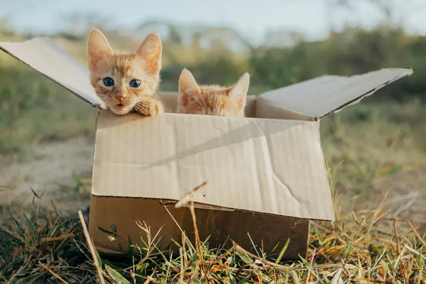 Best Cat Kit Packages and Single Items for Value in 2025