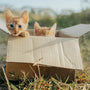 Best Cat Kit Packages and Single Items for Value in 2025
