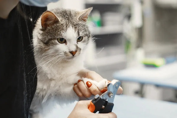 Top 10 Must-Have Cat Grooming Supplies Every Owner Needs
