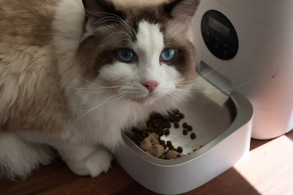 Top Smart Wet Food Feeders for Cats Compared in 2025