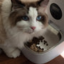 Top Smart Wet Food Feeders for Cats Compared in 2025