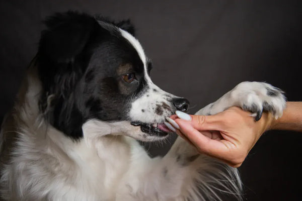 Top LED Pet Nail Trimmers for Safe Grooming in 2025
