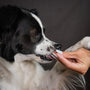 Top LED Pet Nail Trimmers for Safe Grooming in 2025