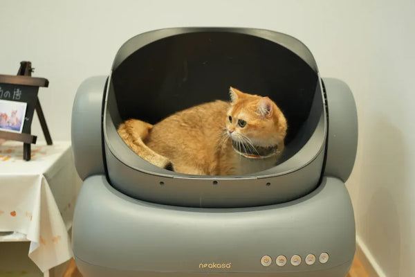 Top Picks for Litter Box and Scoop for Cats