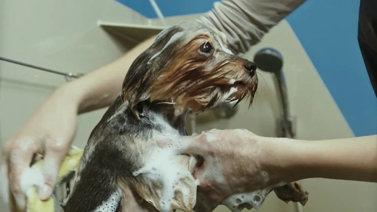 Top Pet Wipes for Cats and Dogs Reviewed in 2025